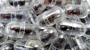 Alleged Ringleader Of Ant Smuggling Ring Arrested In Kenya After Being Caught With 2,000 Bugs In His Luggage