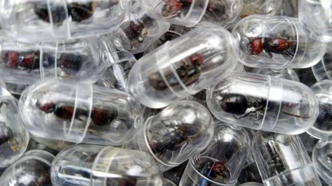 Smuggled ants in Kenya