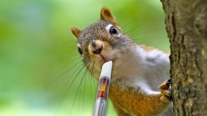 squirrel-vaping