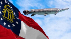 state of Georgia flag next to a longnose gar fish