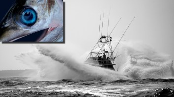 Florida Man Lands Massive 480-Pound Swordfish That Took 5 Hours To Battle