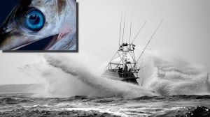 swordfish fishing in the Florida Keys