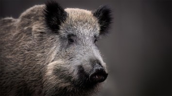Wild Boar Stuns Shoppers By Roaming Into Mall; Authorities Respond With Blowguns, Riot Shields