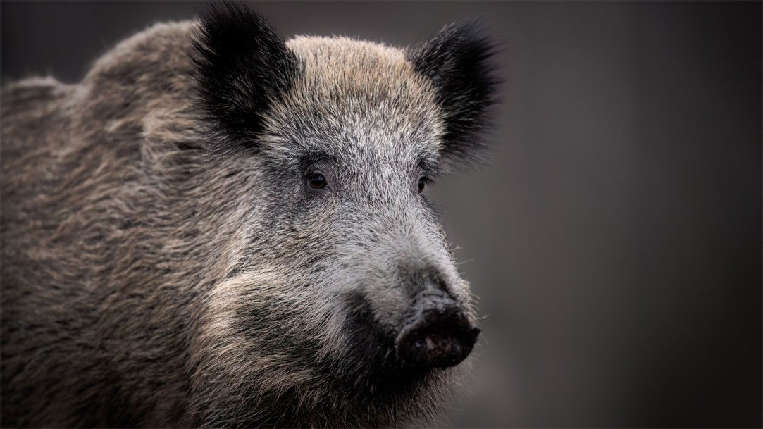 wild-boar