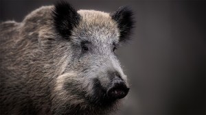 wild-boar