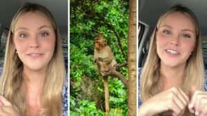 woman shares opinion on punch the monkey (l) Monkey in zoo (c) woman warns against visiting japan zoo (r)