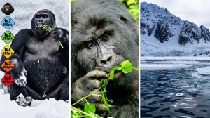 African silverback in the Arctic (l) African silverback eating (c) The Arctic (r)