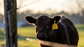 New Video Shows Cow Break Loose And Terrorizes Students At University Of Illinois Before Being Caught
