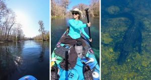 florida river (l) woman on paddle board (c) alligator under water (r)