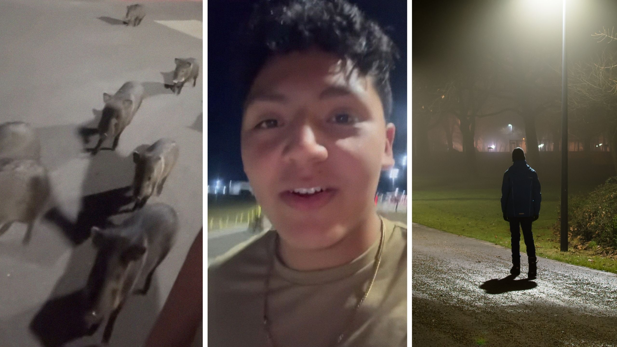 Man Takes A Walk At Night. Then 20 Wild Pigs Start Following Him: ‘EVERY Other Javelina Video On This App Is People Running For Their Lives’