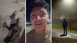 Man Takes A Walk At Night. Then 20 Wild Pigs Start Following Him: ‘EVERY Other Javelina Video On This App Is People Running For Their Lives’