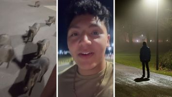 Man Takes A Walk At Night. Then 20 Wild Pigs Start Following Him: ‘EVERY Other Javelina Video On This App Is People Running For Their Lives’