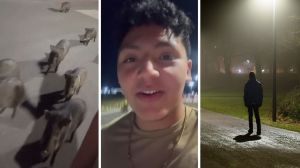 wild pigs following man (l) man shares night walk encounter (c) man walking alone at night (r)