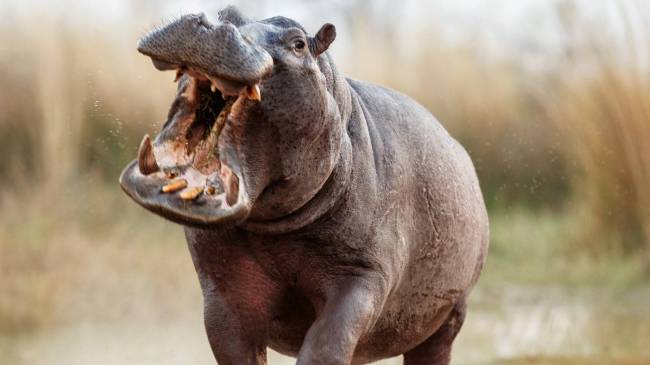 Angry hippo