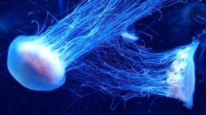 Box jellyfish