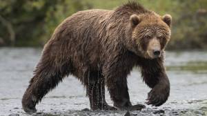 Brown bear in Alaska