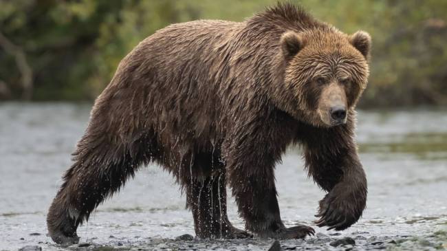 Brown bear in Alaska