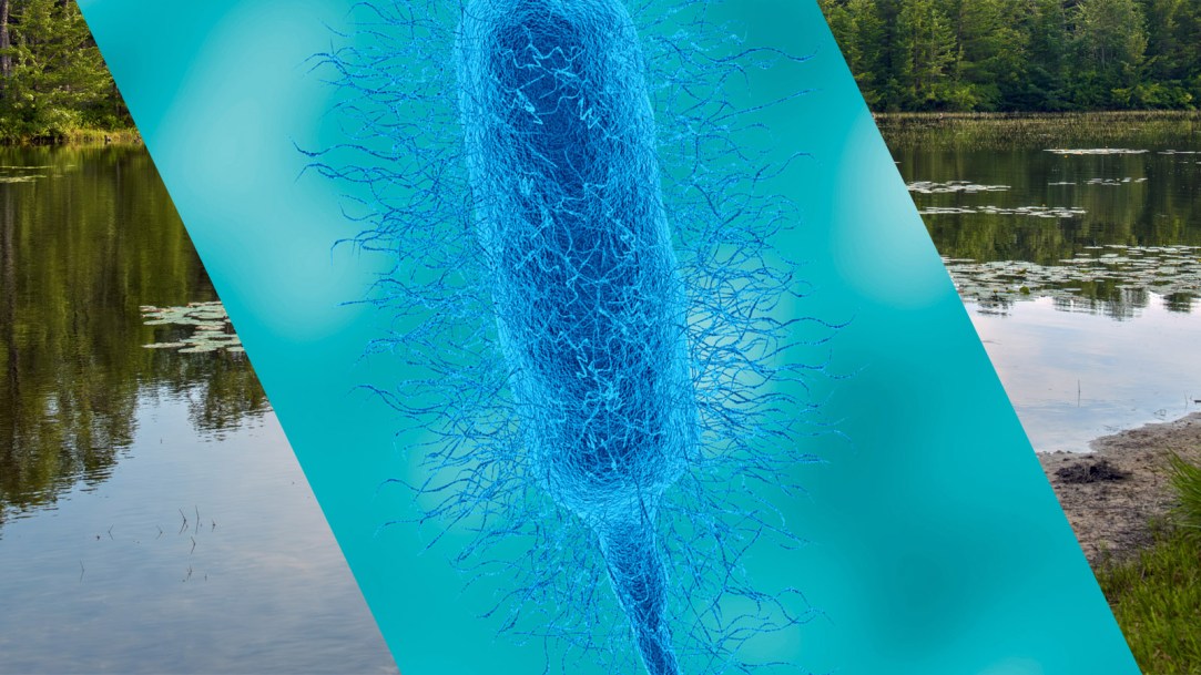 flesh-eating-bacteria-pond-long-island