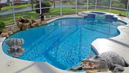 Hectic Alligator Removal From Homeowner’s Pool Captured By Tampa, Florida Police Officer’s Body Camera