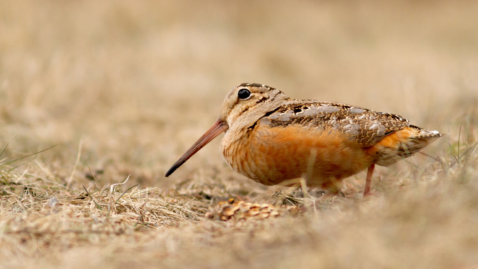 American woodcock bird