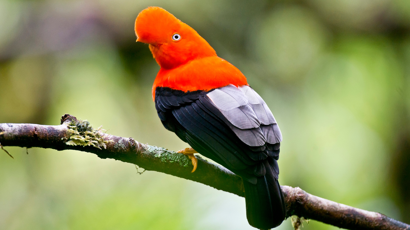 Andean Cock of the Rock bird