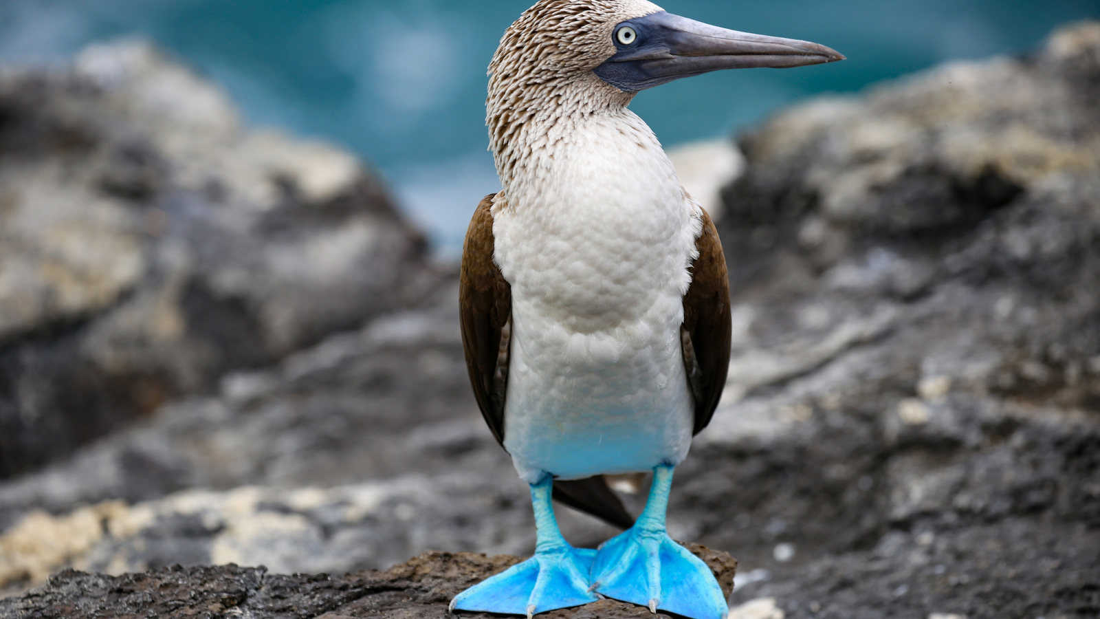 blue footed booby bird