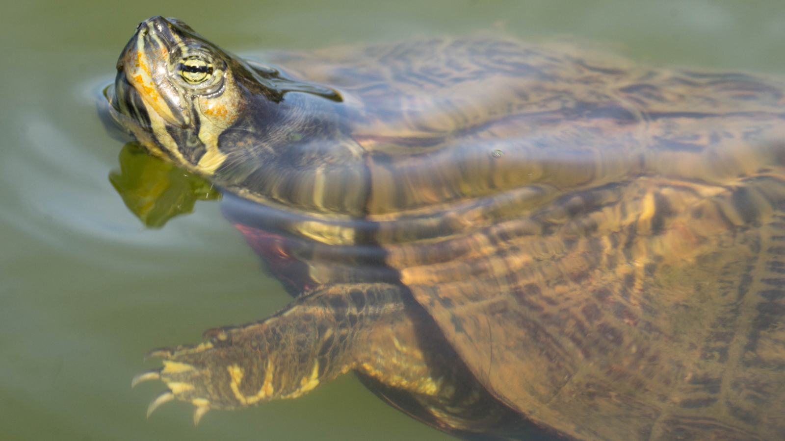 eastern chicken turtle