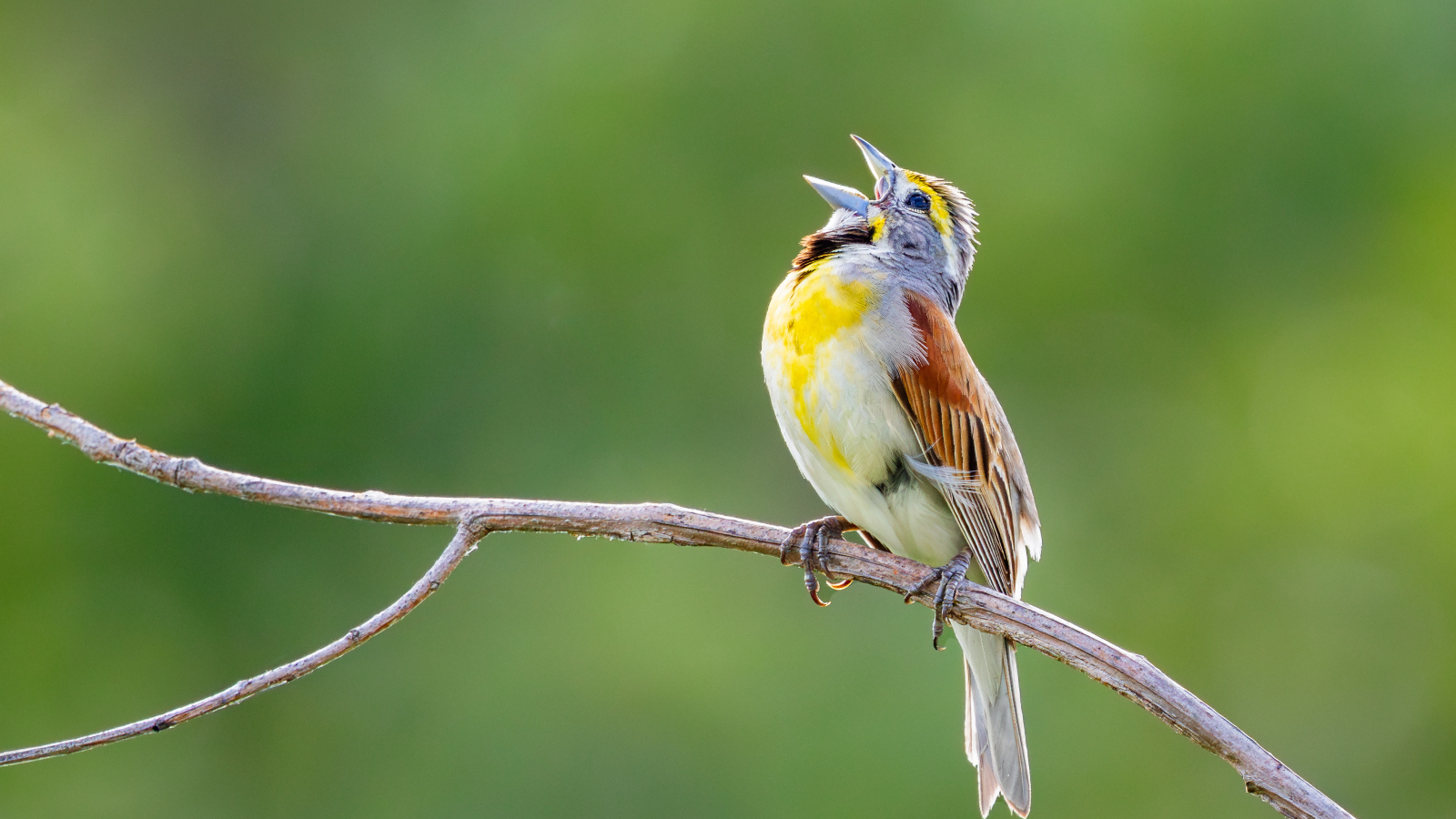 dickcissel bird singing on a tree