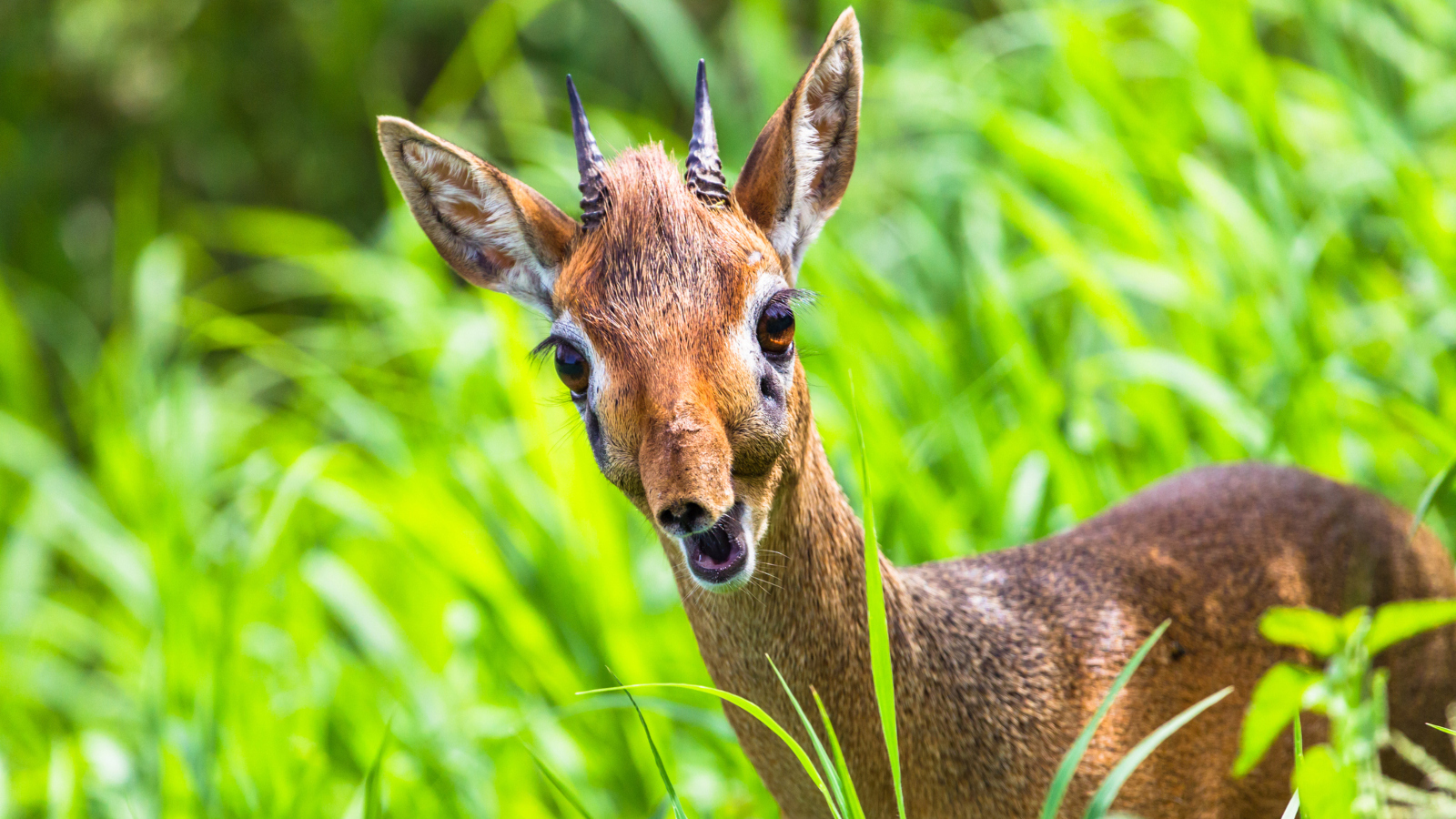 dik dik deer in the wild