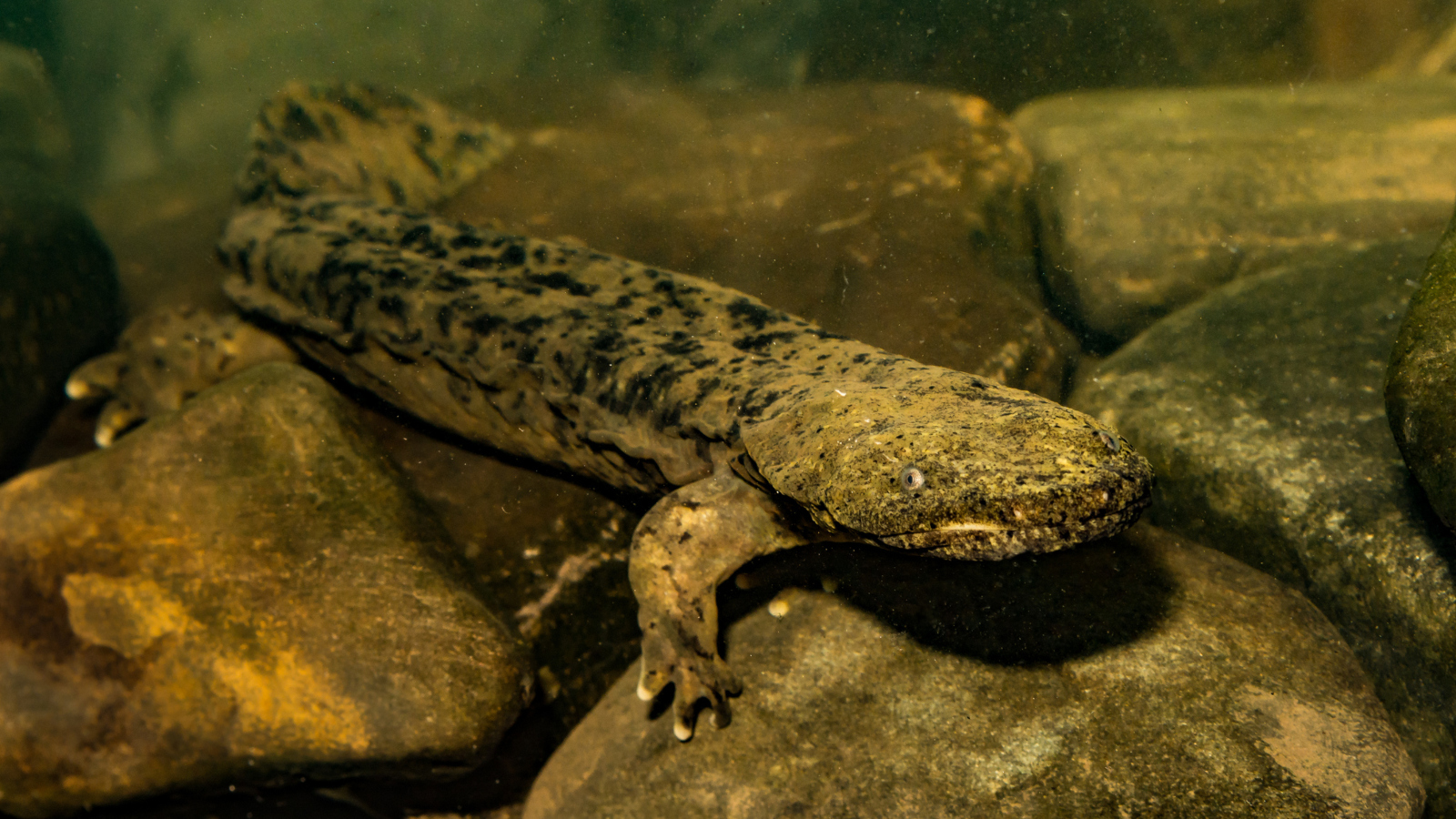 eastern Hellbender in the water