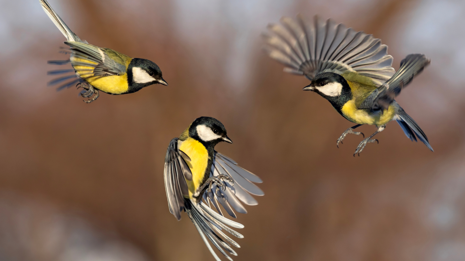 three great tit birds flying together