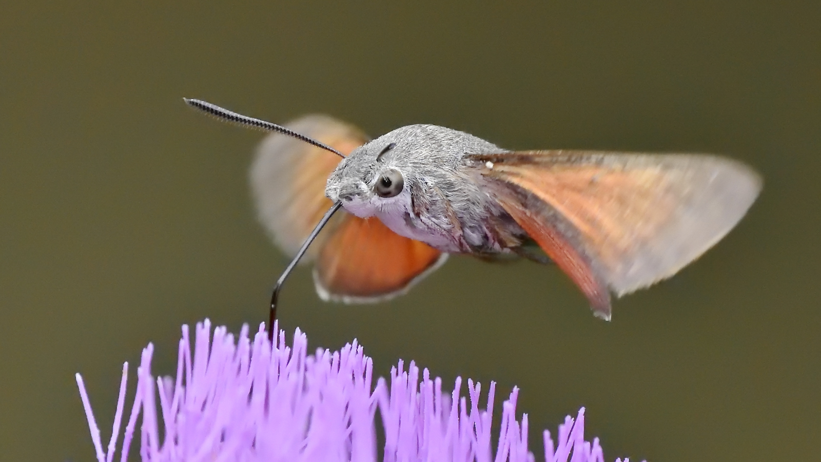 hummingbird hawk moth flying