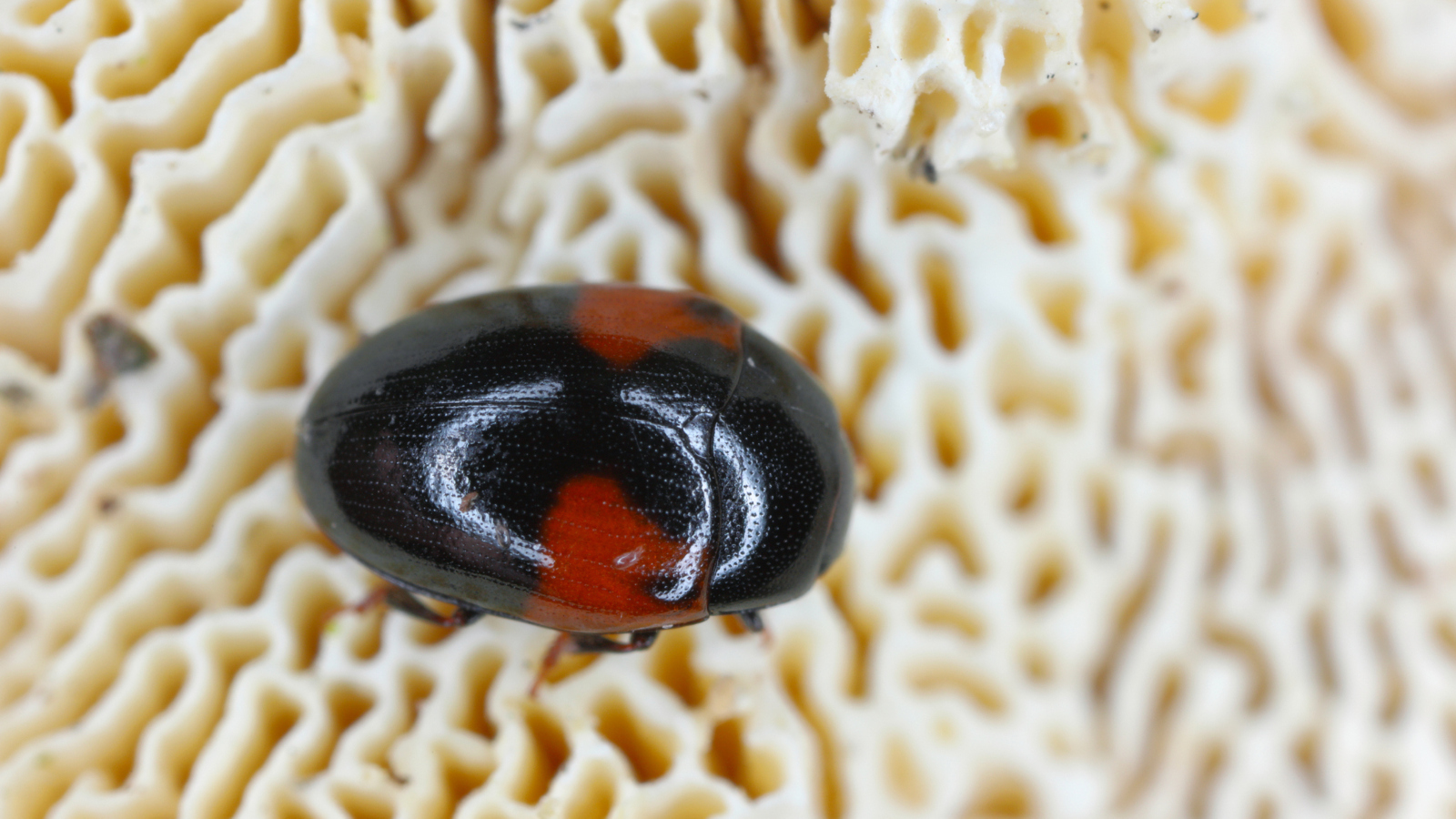 pleasing fungus beetle