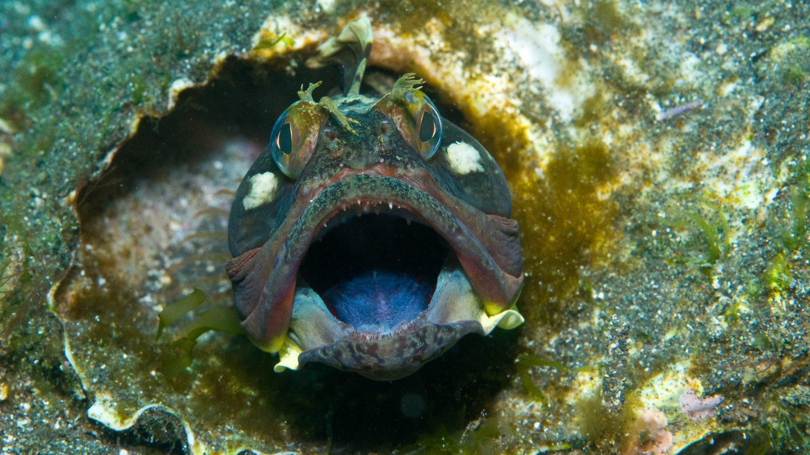 Sarcastic fringehead