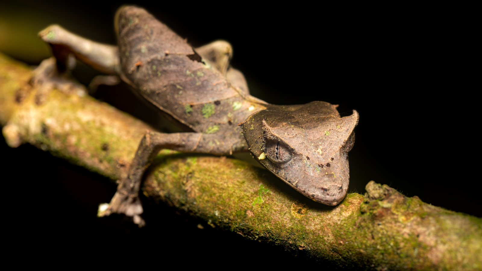 rare satanic leaf tailed gecko