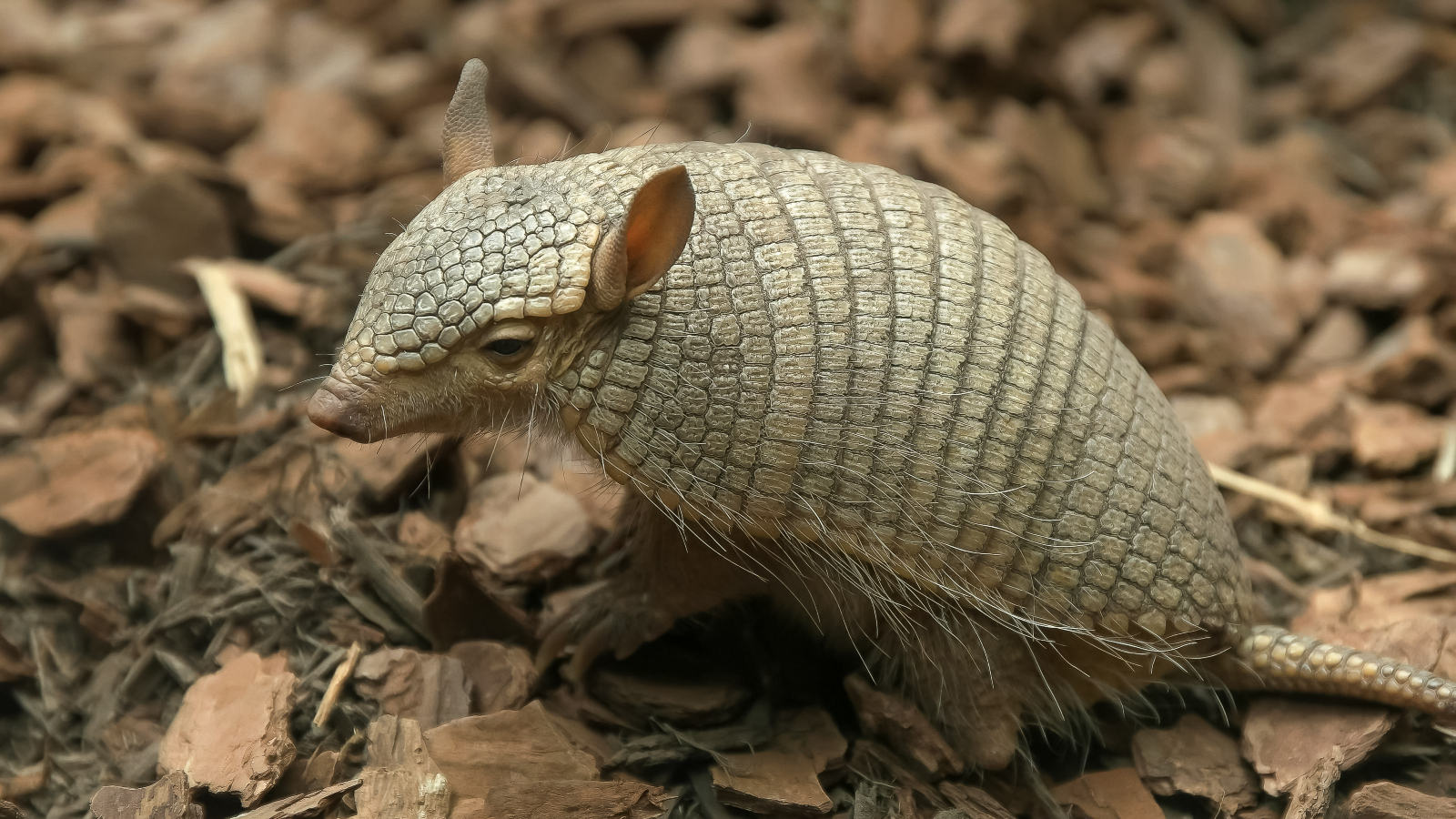 screaming hairy armadillo on the ground