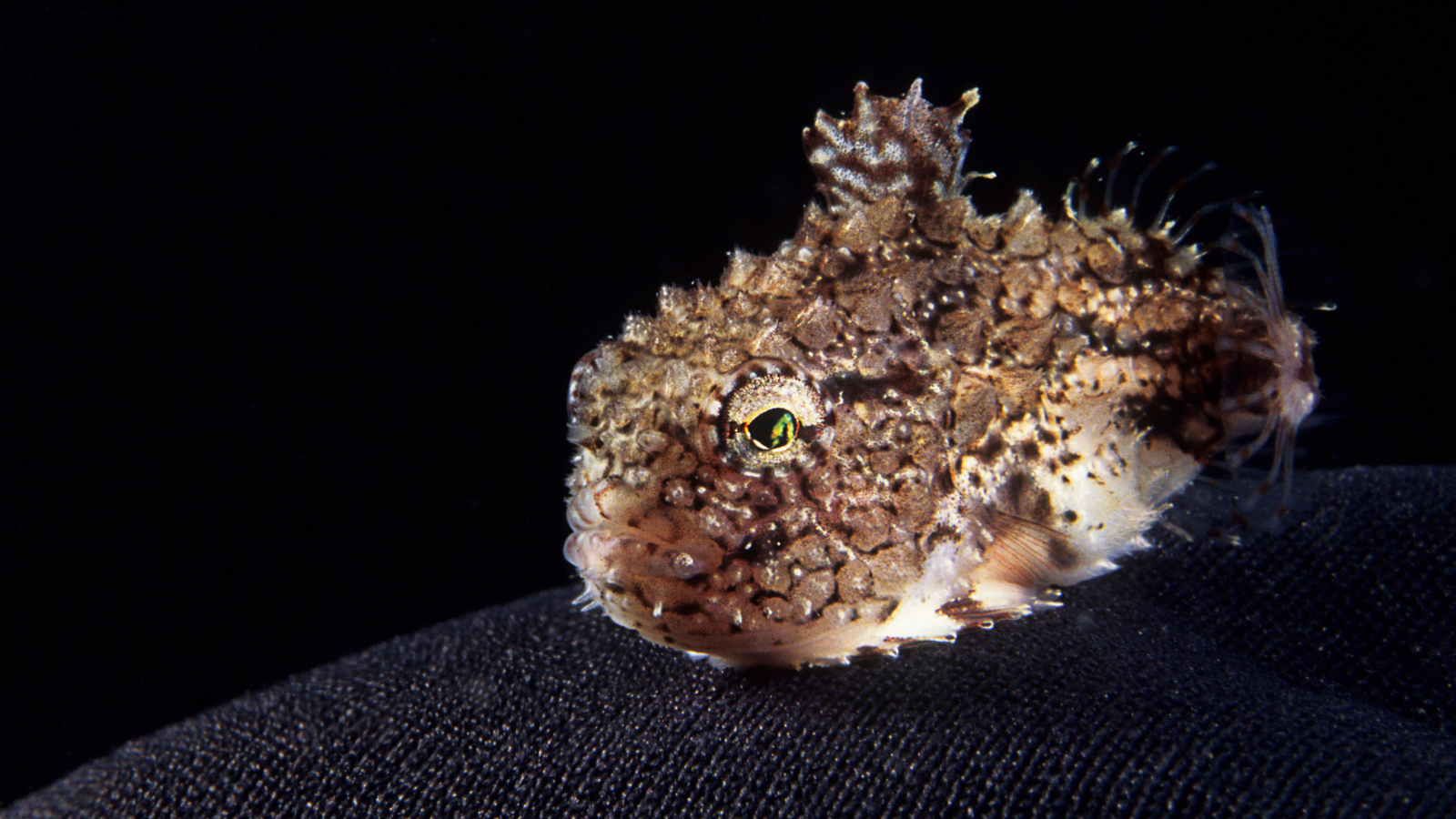Atlantic Spiny Lumpsucker