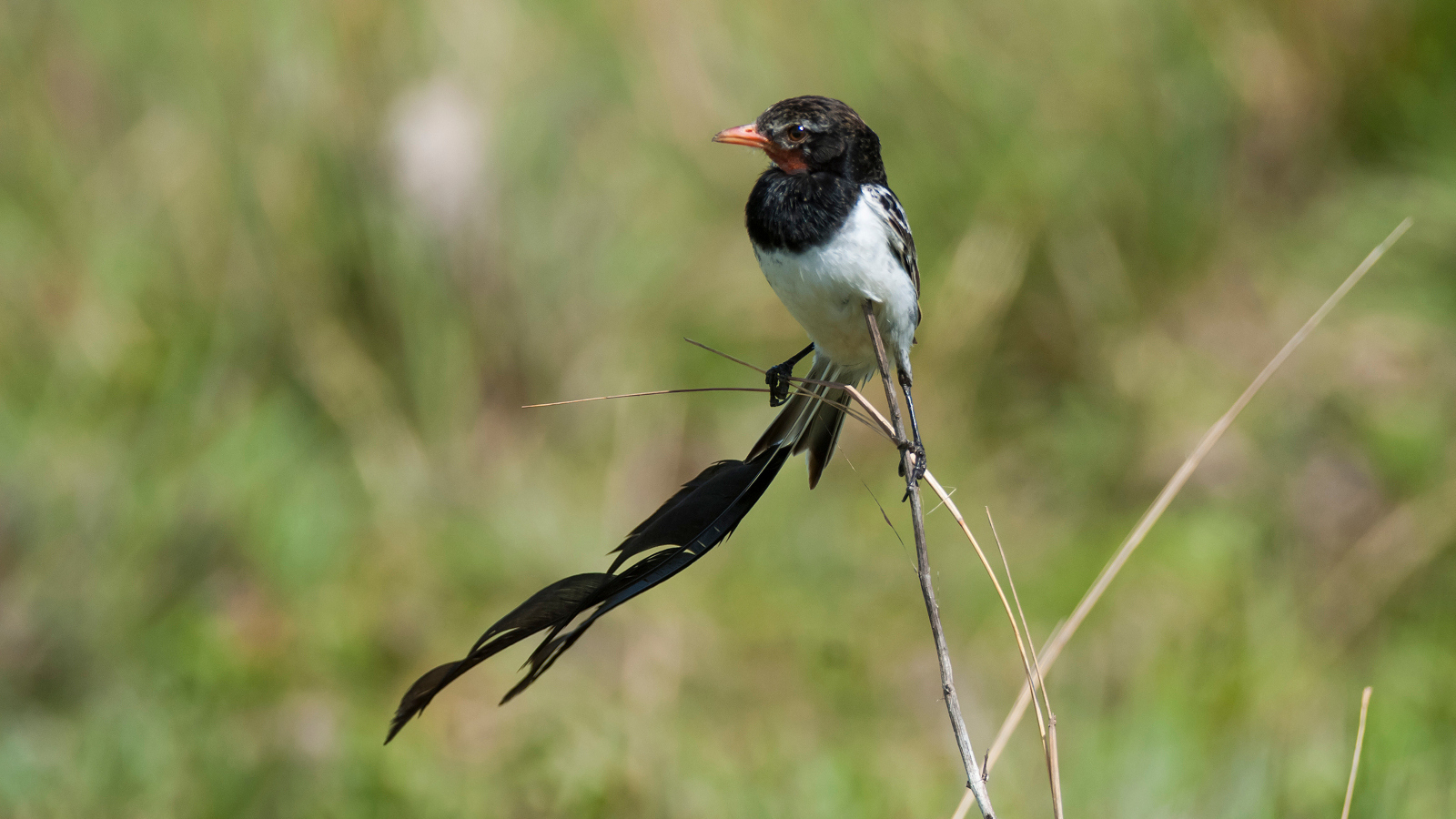 strange tailed tyrant bird
