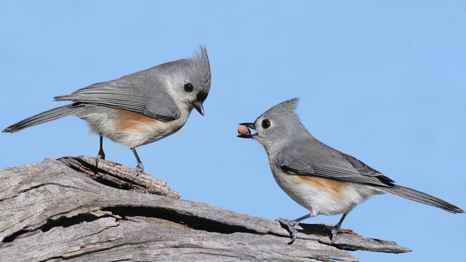 tufted titmouse birds