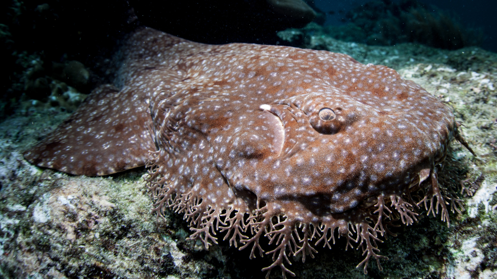 wobbegong shark