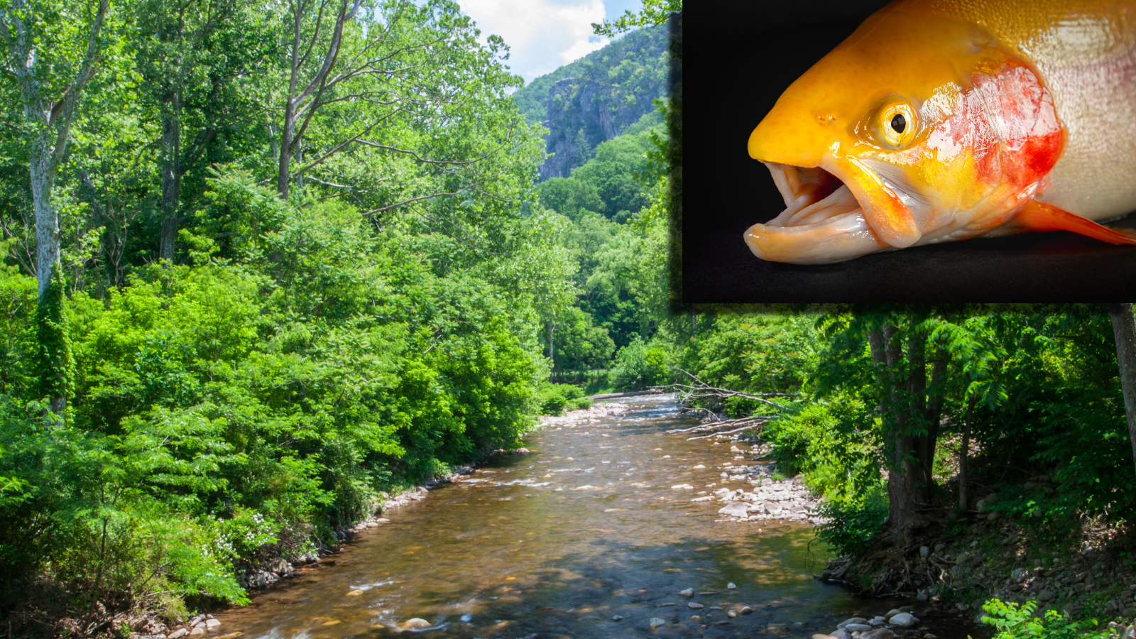 golden rainbow trout fishing in West Virginia