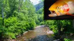 Record-Setting 11.84-Pound Golden Rainbow Trout Caught By 15-Year-Old In West Virginia