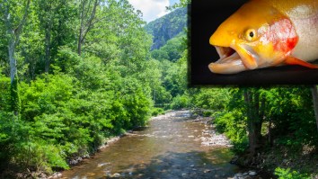 Record-Setting 11.84-Pound Golden Rainbow Trout Caught By 15-Year-Old In West Virginia