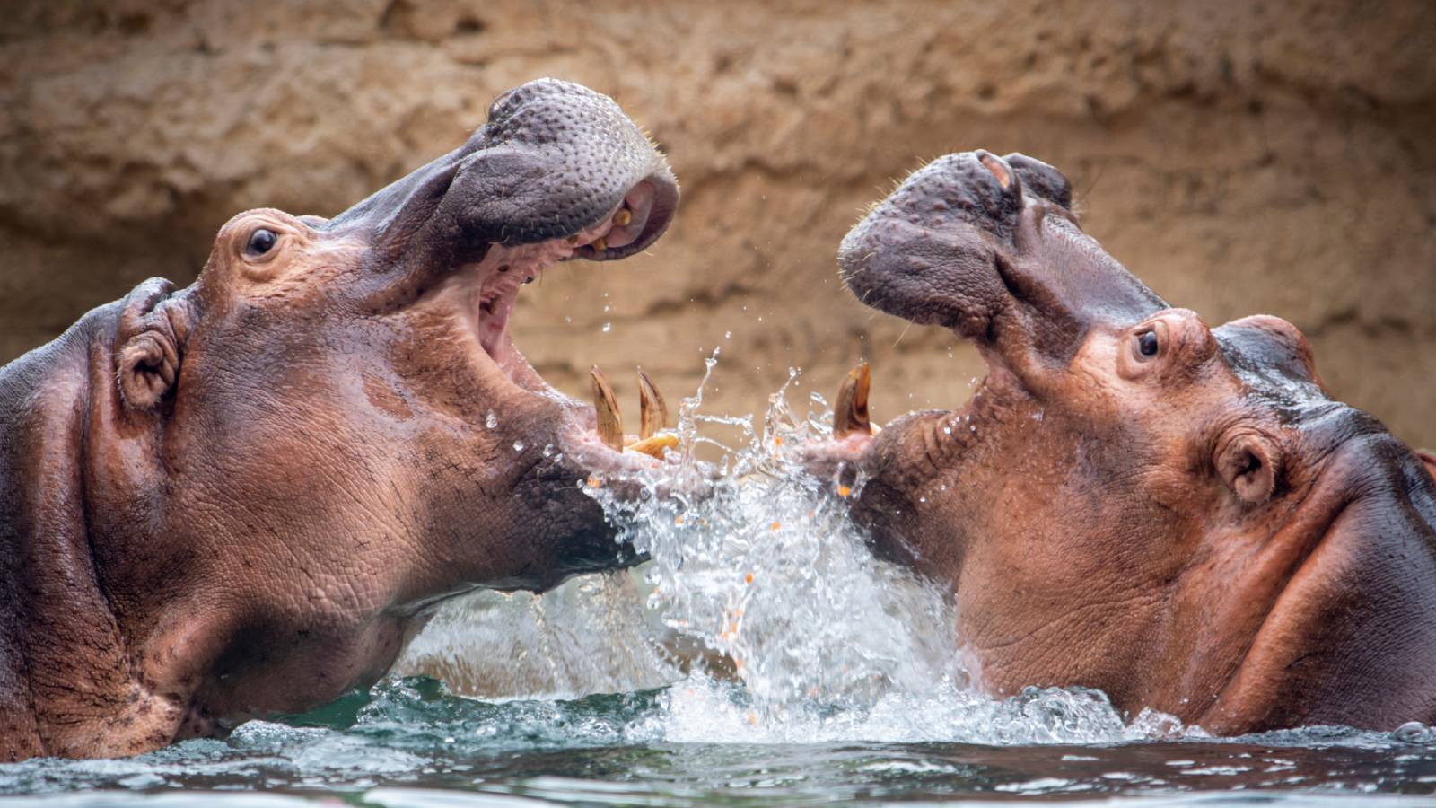 Billionaire Heir Offers To Fly Pablo Escobar’s ‘Cocaine Hippos’ To India To Save Them From Mass Culling