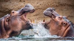 Billionaire Heir Offers To Fly Pablo Escobar’s ‘Cocaine Hippos’ To India To Save Them From Mass Culling