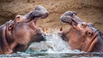 Billionaire Heir Offers To Fly Pablo Escobar’s ‘Cocaine Hippos’ To India To Save Them From Mass Culling