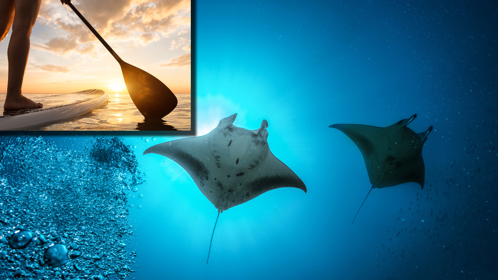 Paddleboarder Encounters Manta Rays and Shark in Hawaii