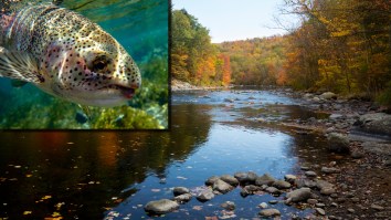 Absolute Hog Of A Rainbow Trout Caught By 20-Year-Old Is A New Connecticut State Fishing Record