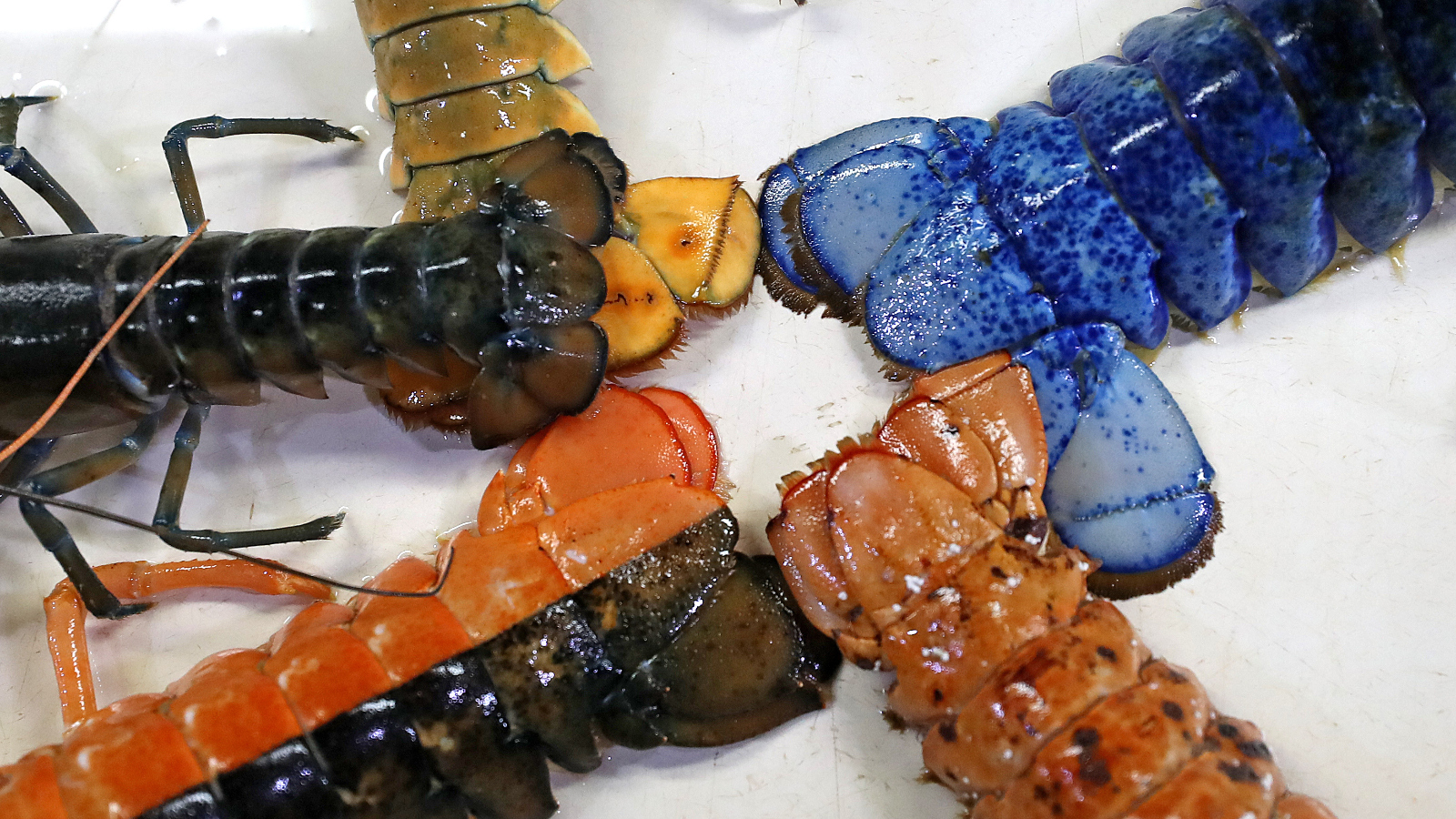 rarest lobster phenotypes on earth