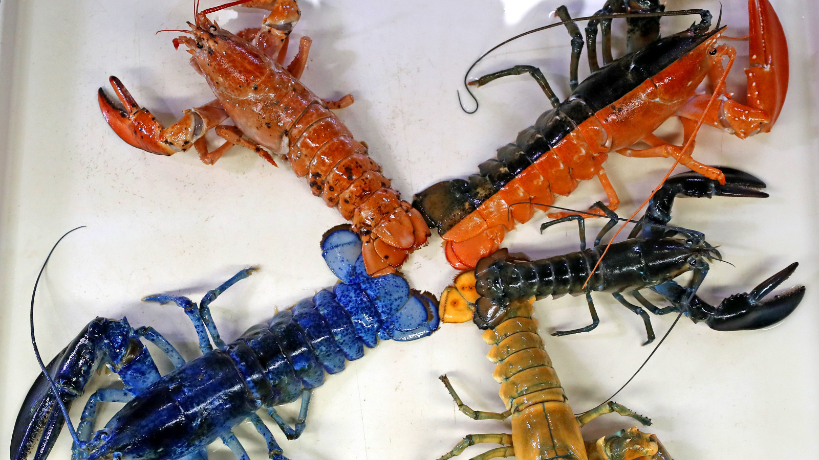 rarest lobster phenotypes on earth